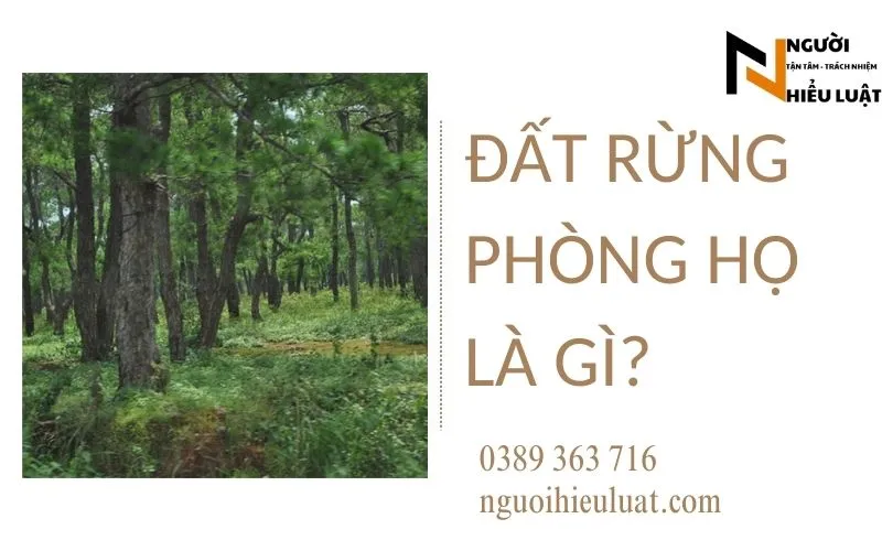 Đất rừng phòng hộ có được cấp sổ đỏ không? giải đáp chi tiết