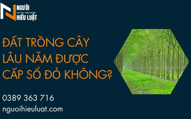 Đất trồng cây lâu năm được cấp sổ đỏ không?